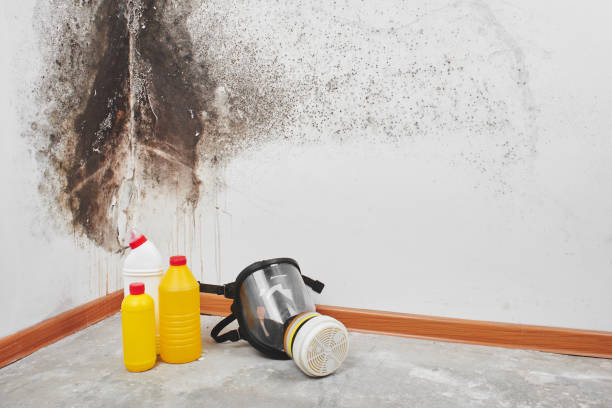 Best Mold Testing  in Revere, MA