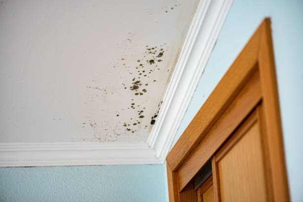 Best Attic Mold Removal  in Revere, MA