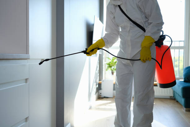 Best Mold Damage Repair  in Revere, MA