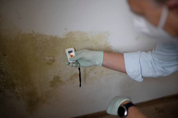 Attic Mold Removal in Revere, MA