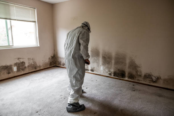 Office Mold Removal Services in Revere, MA